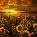 güzel-günbatımı (19)